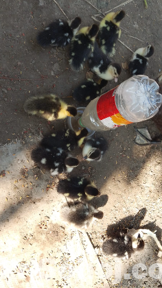 চিনা হাস